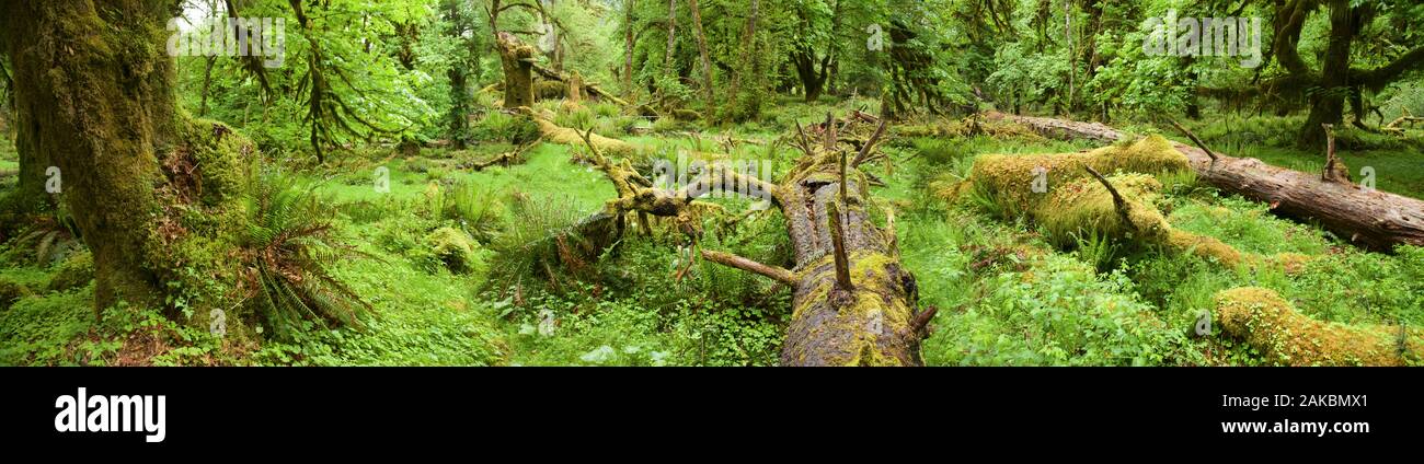 Molla in Quinault Rain Forest, Washington, Stati Uniti d'America Foto Stock