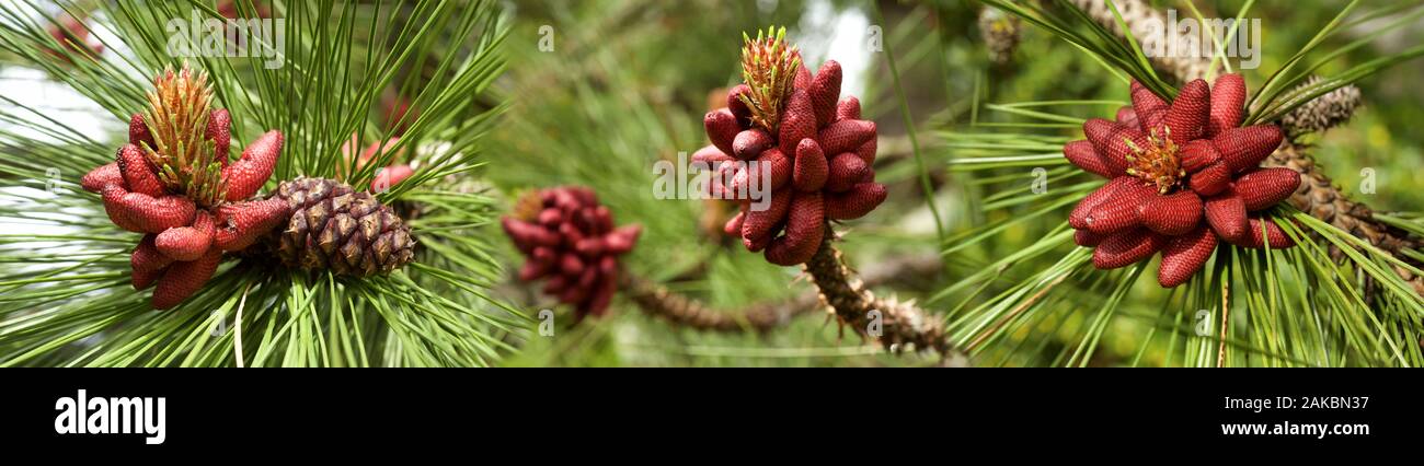 Pianta sempreverde, Seattle, Washington, Stati Uniti d'America Foto Stock