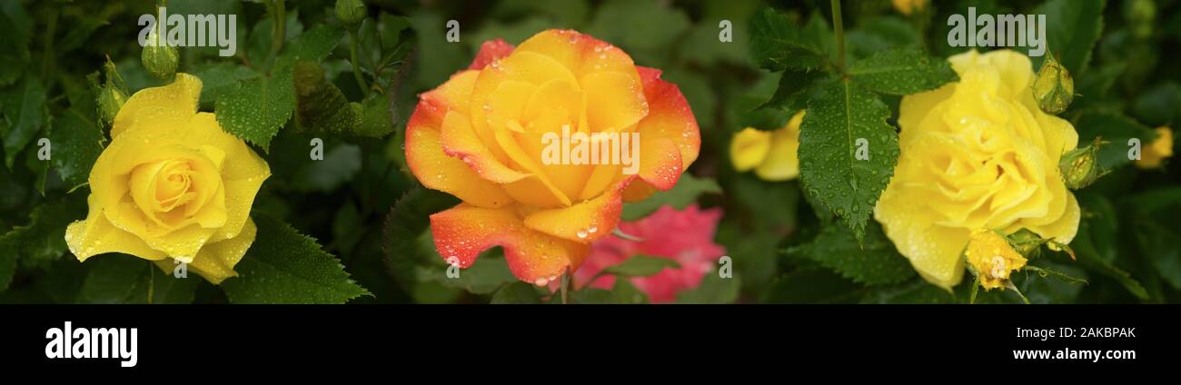 Spring Rose con gocce di rugiada, Seattle, Washington, Stati Uniti d'America Foto Stock