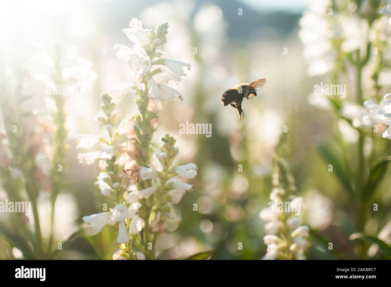 Primo piano di un'ape che vola in giardino all'aperto in bella luce Foto Stock