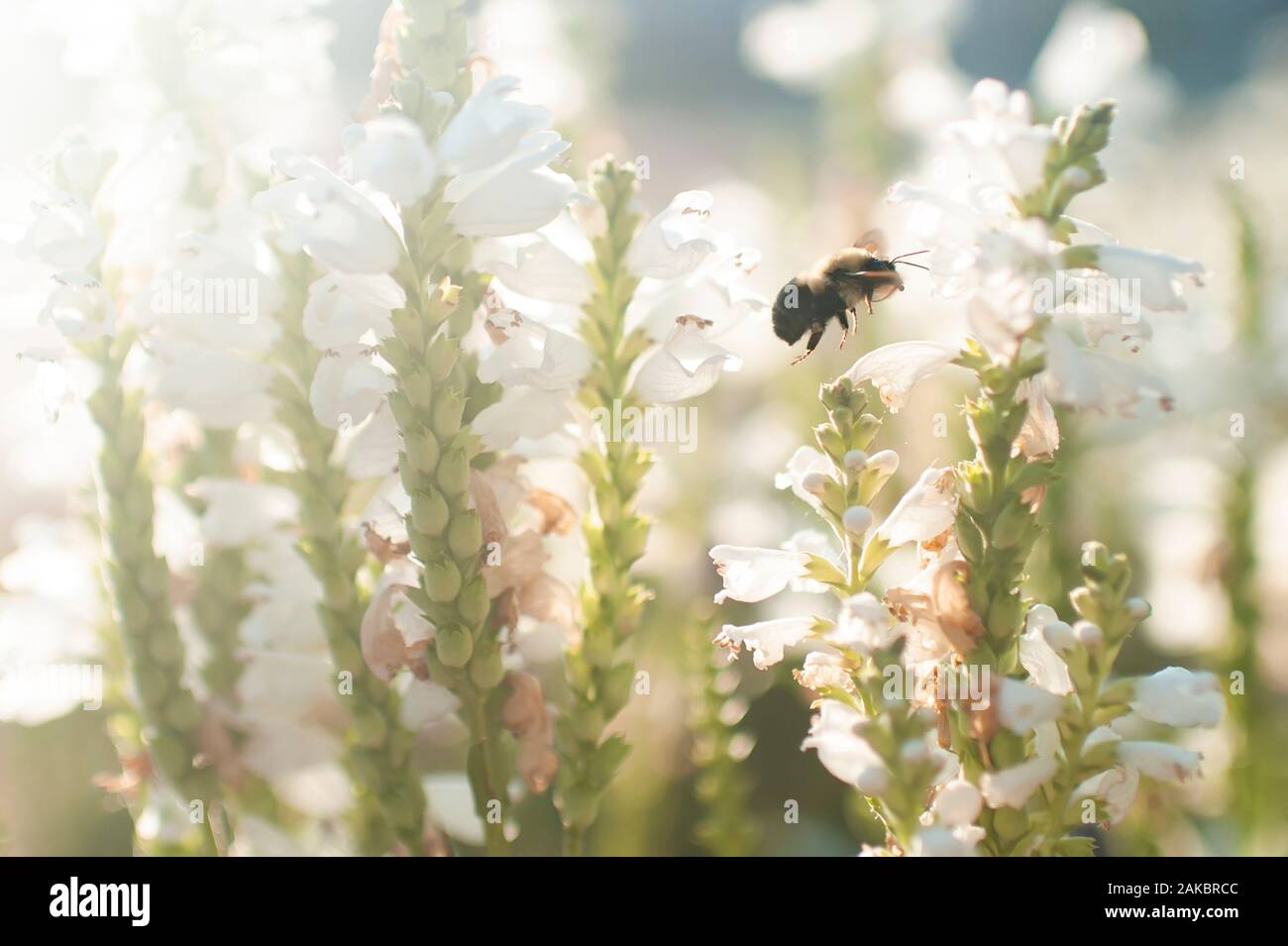 Primo piano di un'ape che vola in giardino all'aperto in bella luce Foto Stock