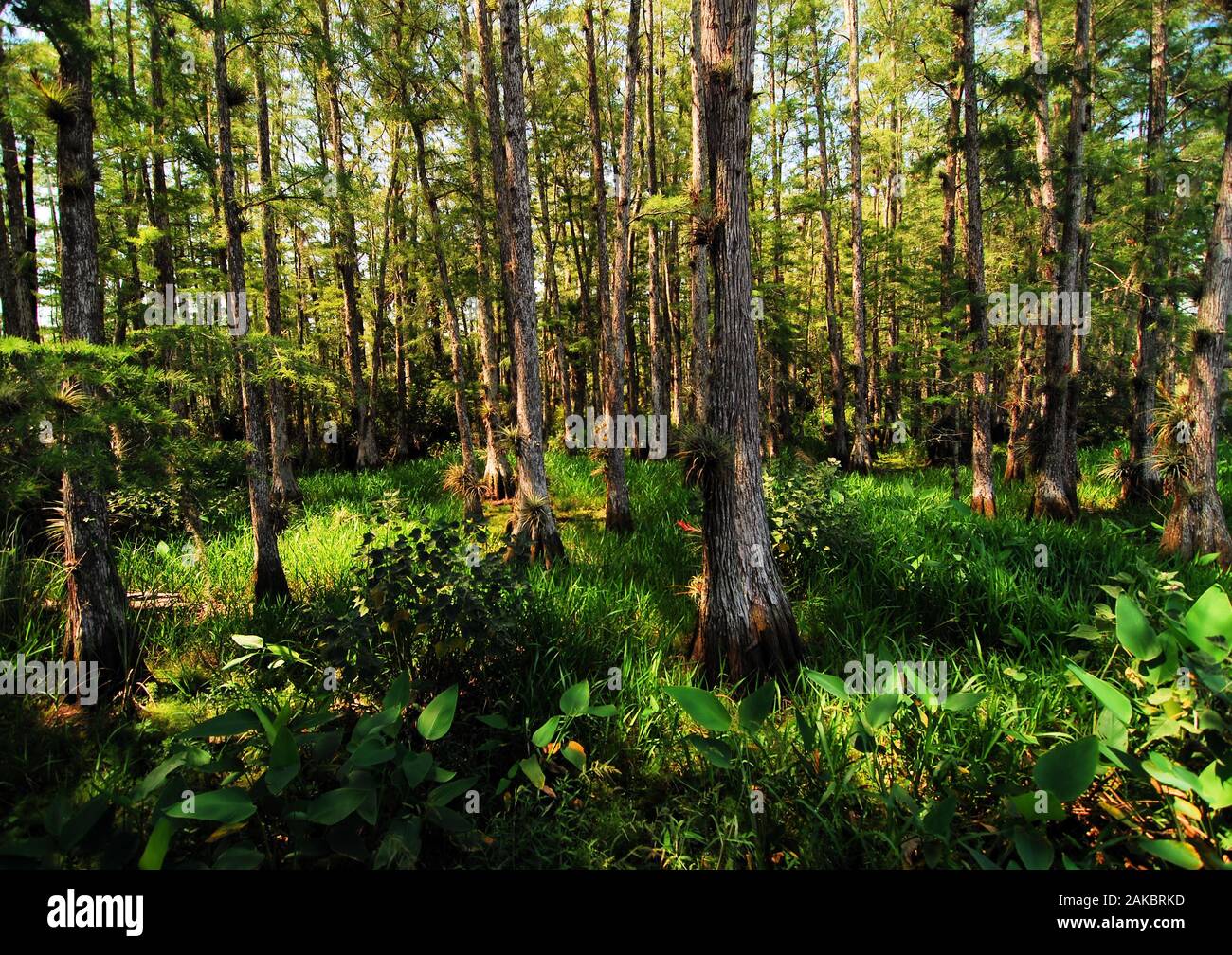 Cypress palude presso la Dupuis Management Area vicino a Canal Point, Florida. Foto Stock