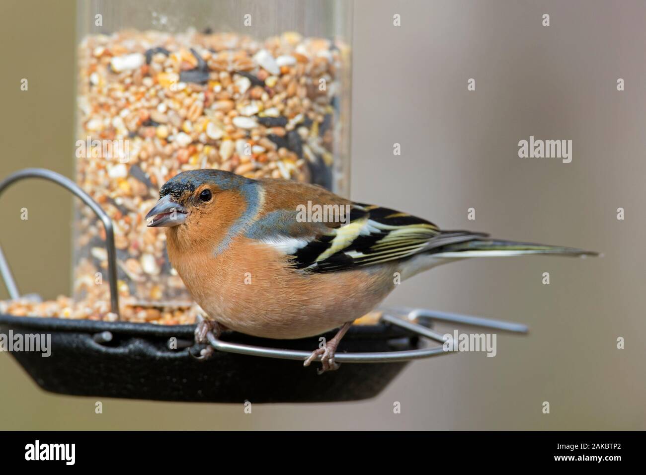 Comune (fringuello Fringilla coelebs) maschio mangiare noccioline da giardino bird feeder / birdfeeder Foto Stock