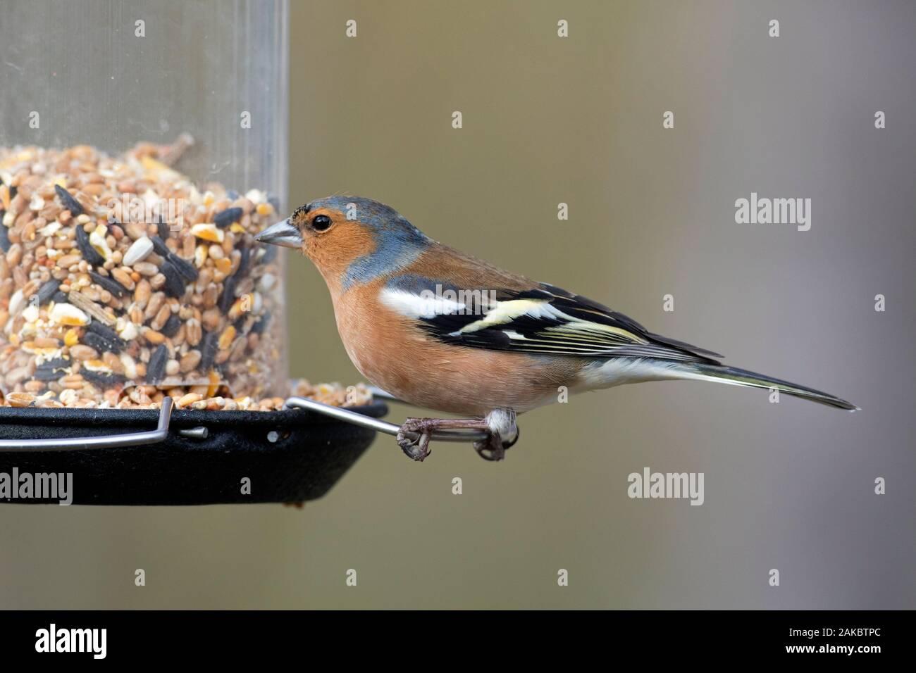Comune (fringuello Fringilla coelebs) maschio mangiare noccioline da giardino bird feeder / birdfeeder Foto Stock