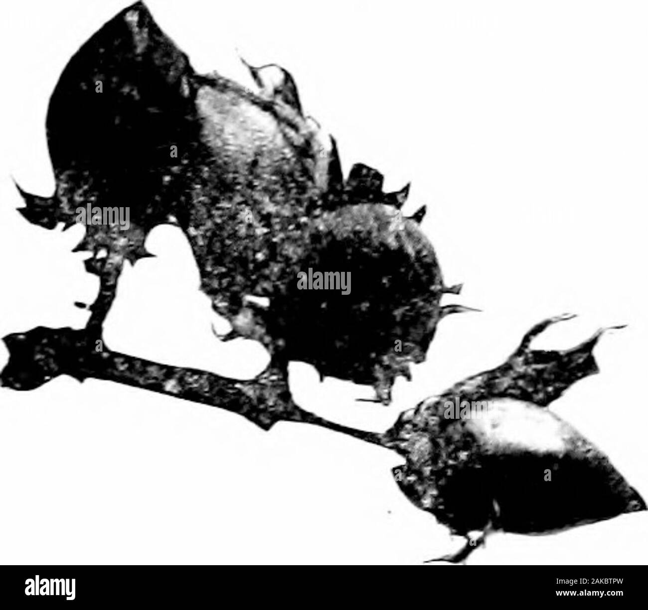 Southern raccolti di campo (esclusiva di piante foraggere) . Fig. 133. - Un impianto di cotone di tipo Cluster. COTTOy VAniETIES 285. pearance di snellezza o erectness. Il bolls sono usuallysmall; i semi sono da piccole a medie dimensioni e thicklycovered con fuzz. Sul conto dell'pecuhar forma della pianta, cluster va-rieties può essere lasciato più spessa in trapano che più di altri tipi. Questa classe di cotone ismuch meno popolare ora thanformerly. Questo è probablydue le carenze usu-alleato trovati in cotone cluster;vale a dire: - (1) una speciale tendenza toshed o caduta una grande iniezione di capitale-zione dei frutti quando la con-ditio Foto Stock