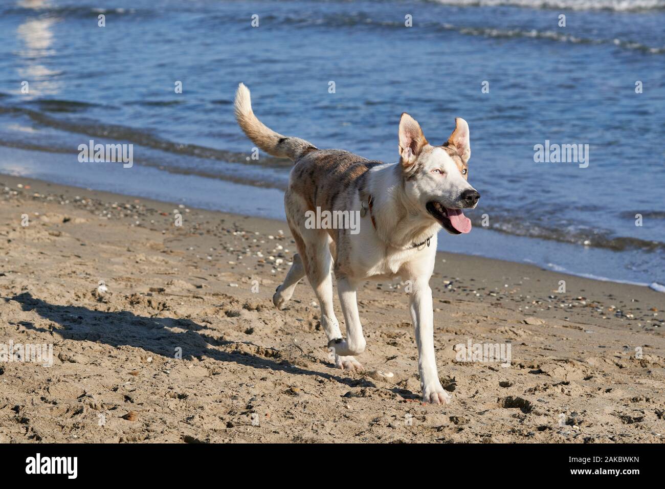 Cane con occhi azzurri corre sulla spiaggia, razza italiana cane chiamato  "pastore d'Oropa' Foto stock - Alamy