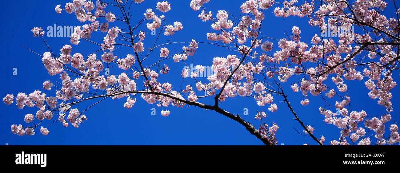 Fioritura ciliegio contro il cielo blu Foto Stock