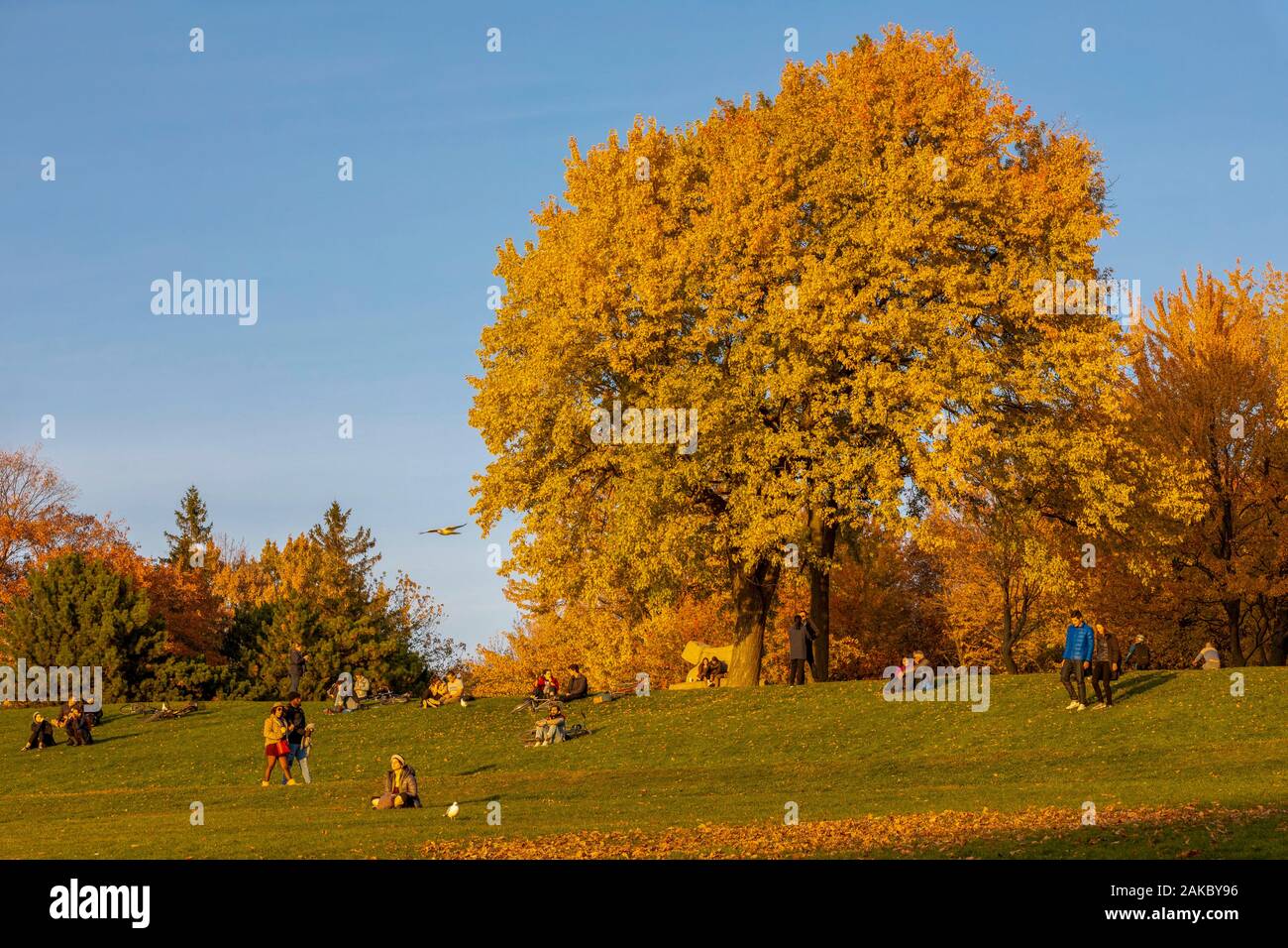 Canada, Provincia di Quebec, Montreal, Mount Royal, i colori dell'estate Indiana Foto Stock