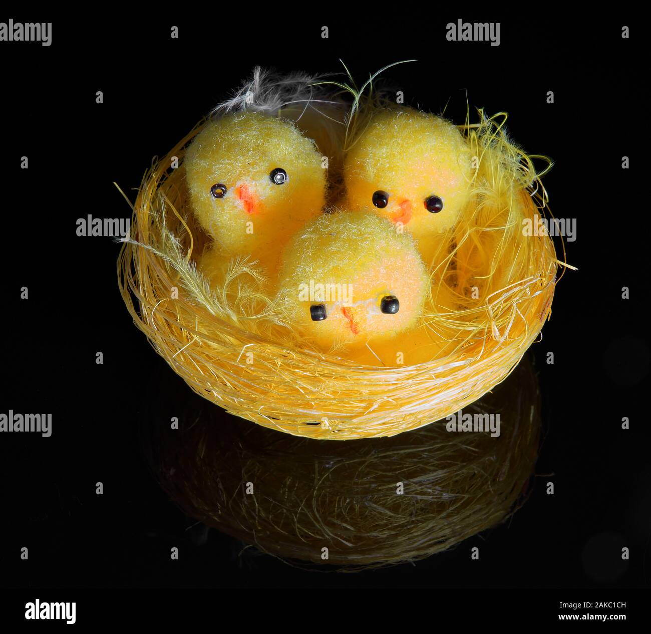 Tre pulcini in un nido di colore giallo su sfondo nero Foto Stock
