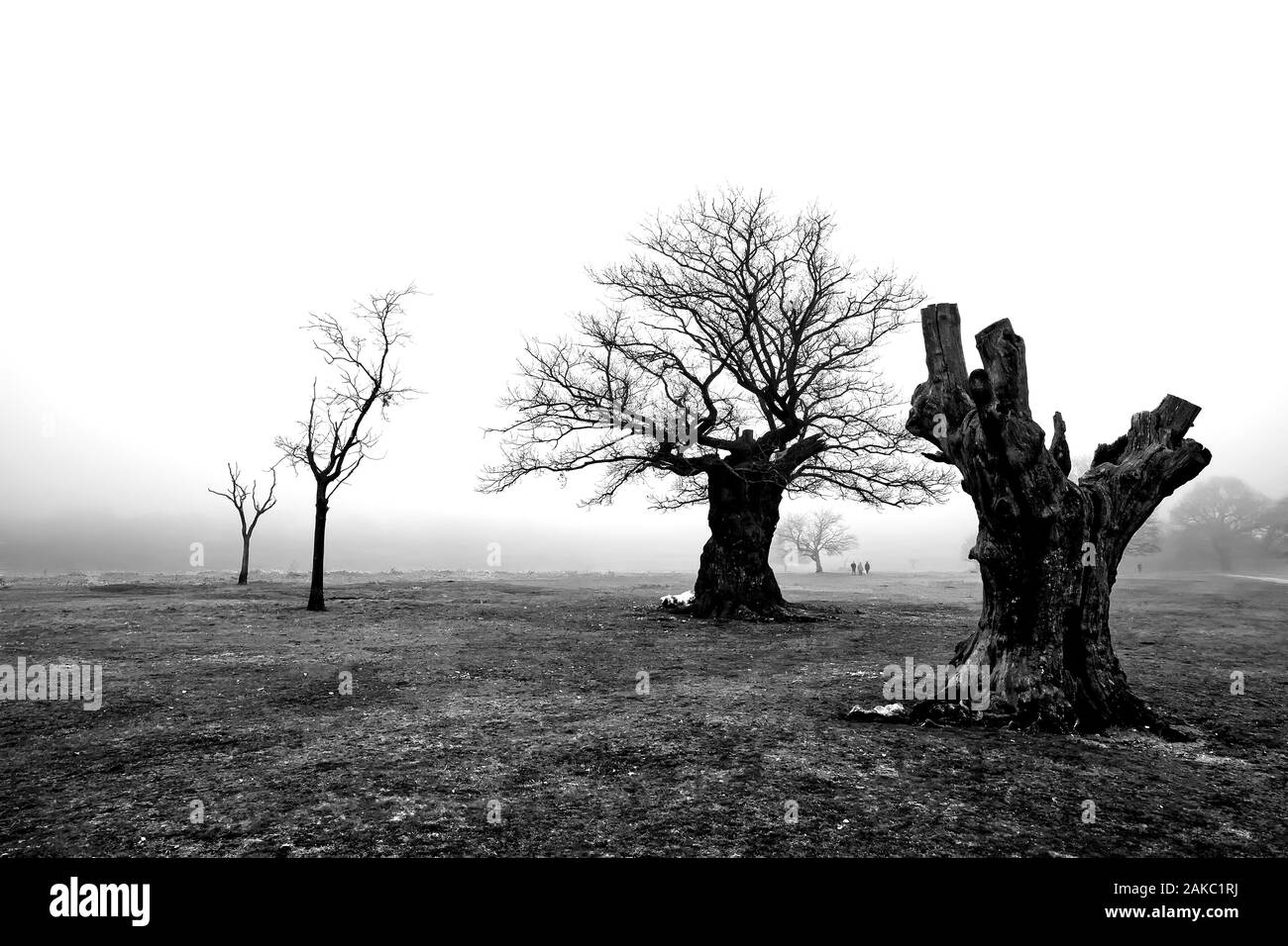 Una malinconia foggy paesaggio, con il vecchio e alberi a secco in primo piano e la gente di scomparire nella nebbia Foto Stock