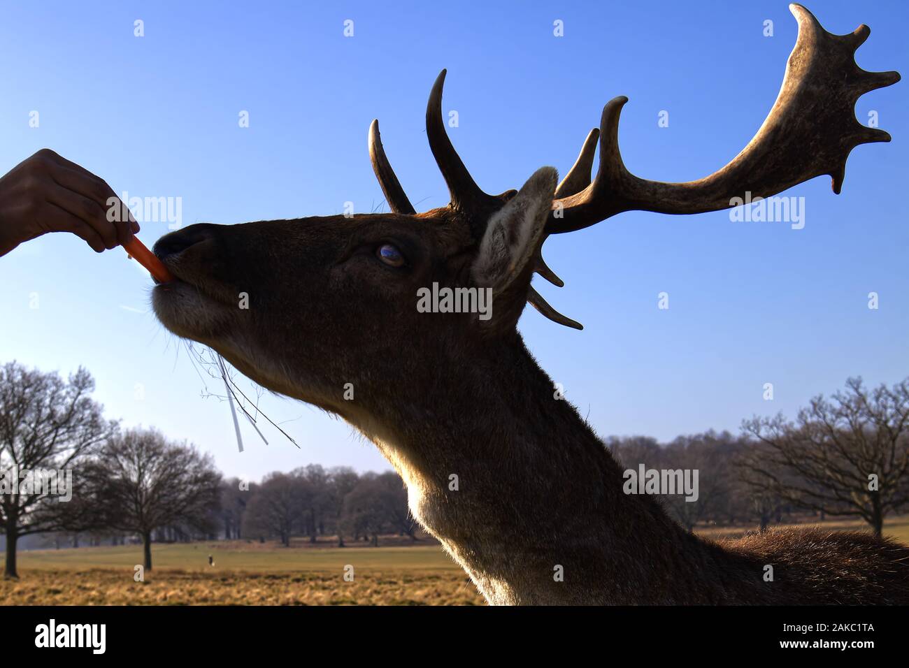 Cervi in un parco alimentato con carote Foto Stock