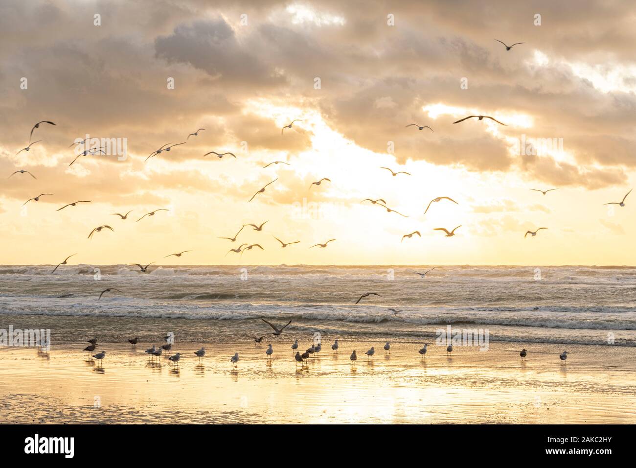 Francia, Somme, Quend-Plage, la spiaggia di Quend-Plage alla fine della giornata mentre il cielo è colorato dal tramonto e gabbiani venuti per loro il cibo nel mare di marea Foto Stock