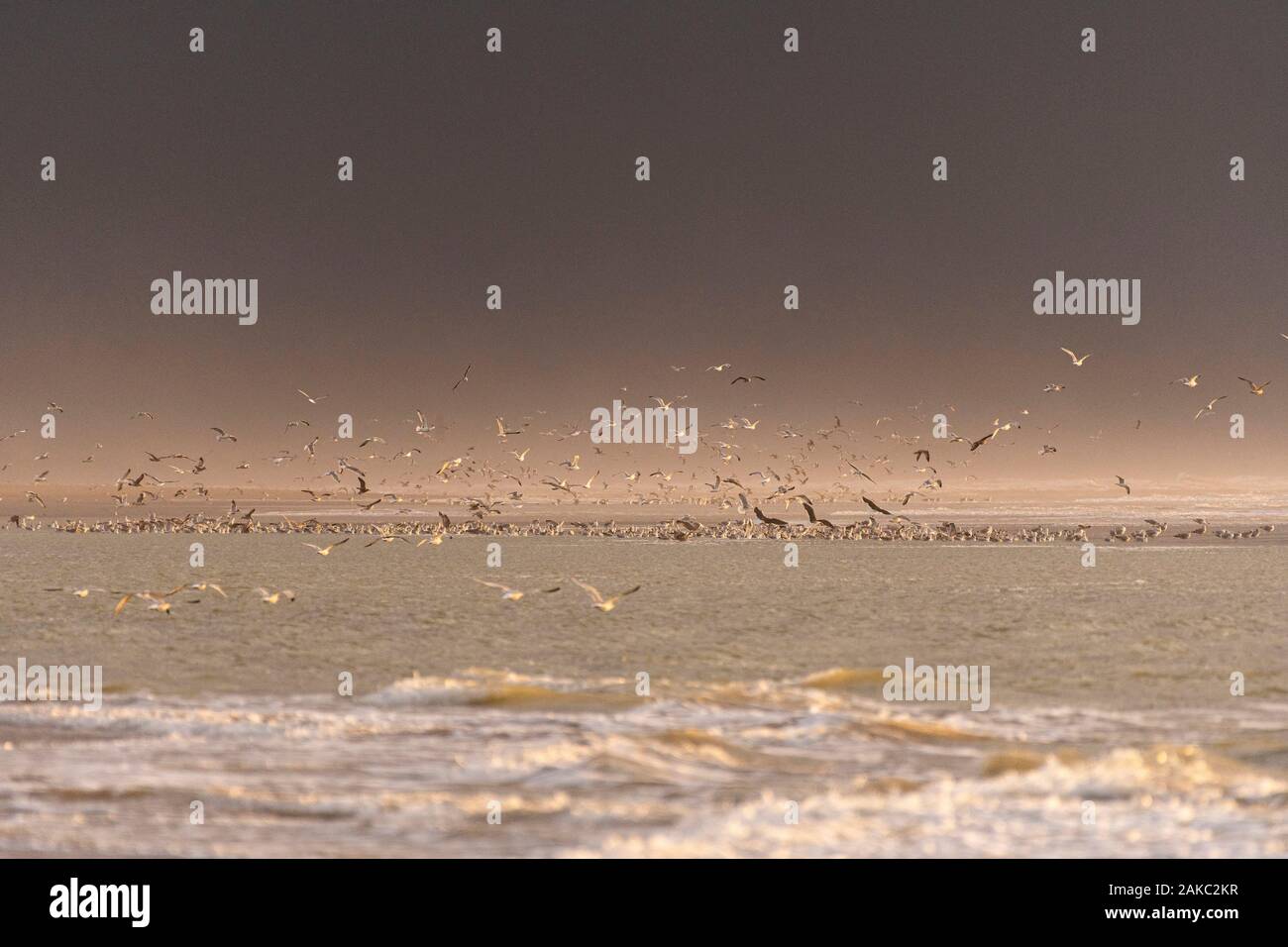 Francia, Somme, Quend-Plage, sulla spiaggia di marea, il grande gabbiani (Larus canus - Mew Gull) seguire il flusso per trovare il loro cibo Foto Stock