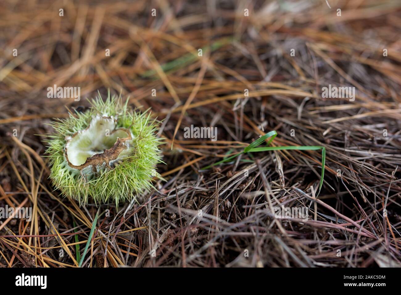 Caduta di una buccia di un dolce di castagne che ha caduto la struttura ad albero. Il dado commestibili all'interno è stata adottata o è stato mangiato Foto Stock