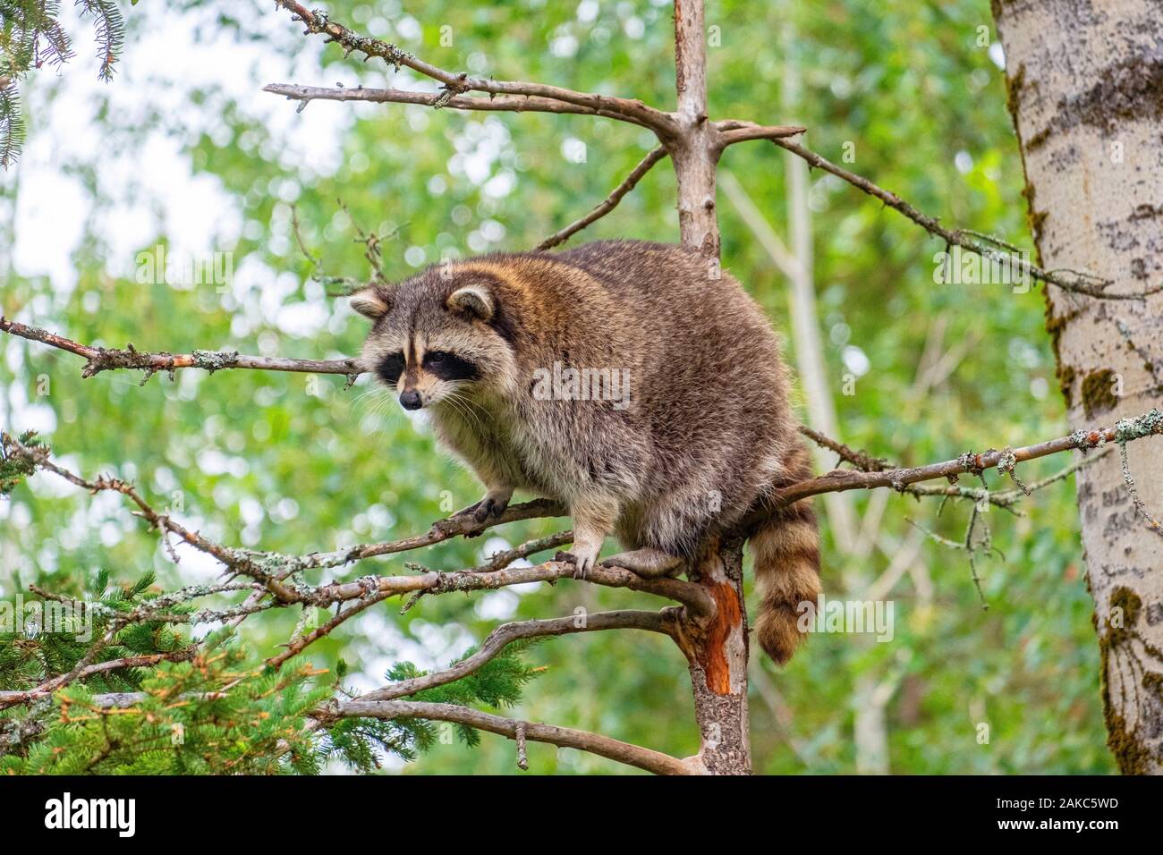 Canada, Provincia di Quebec, il lago di Saint Jean regione, Wild Zoo Saint Felicien Foto Stock