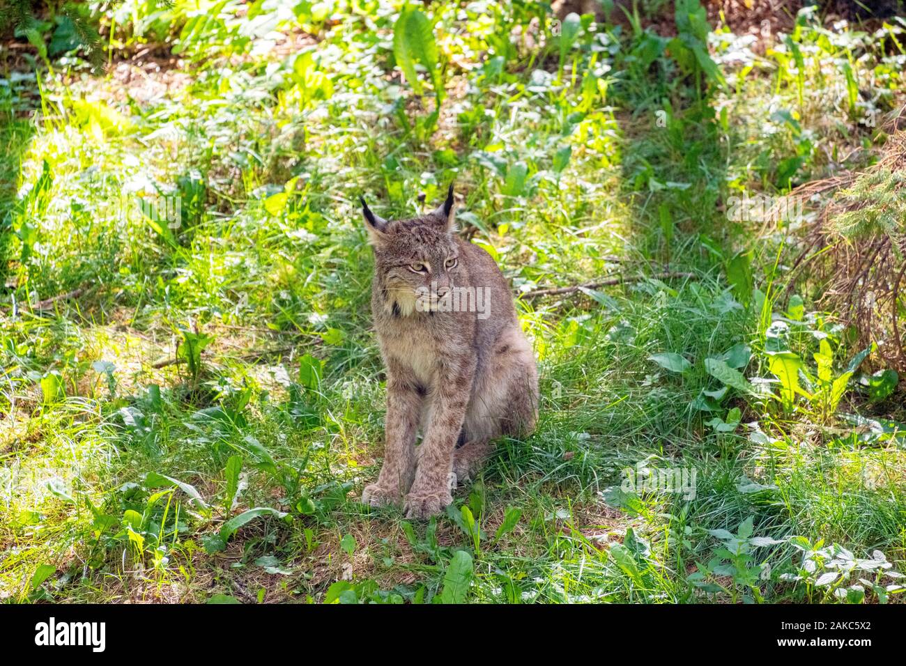 Canada, Provincia di Quebec, il lago di Saint Jean regione, Wild Zoo Saint Felicien, Lynx Foto Stock