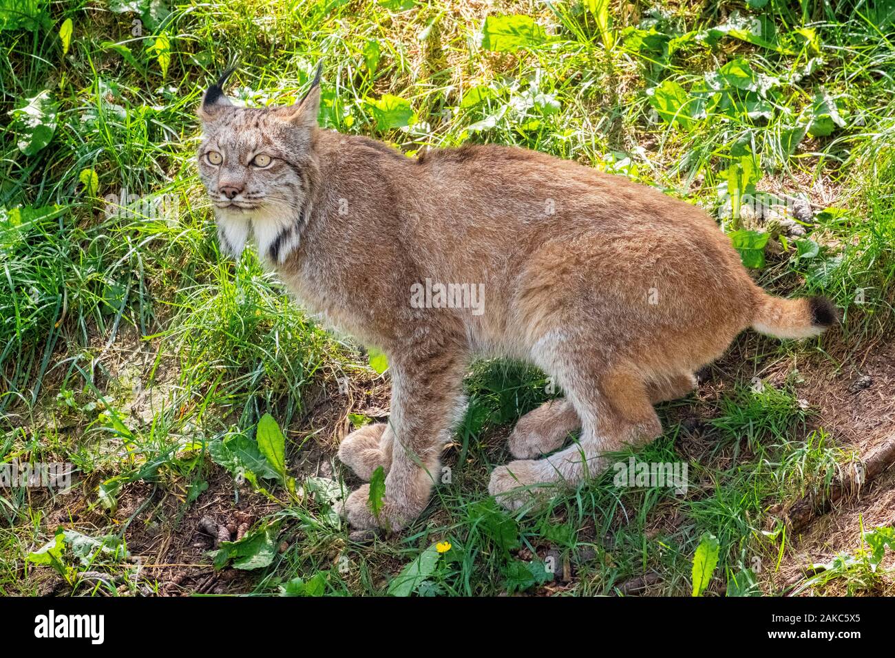 Canada, Provincia di Quebec, il lago di Saint Jean regione, Wild Zoo Saint Felicien, Lynx Foto Stock
