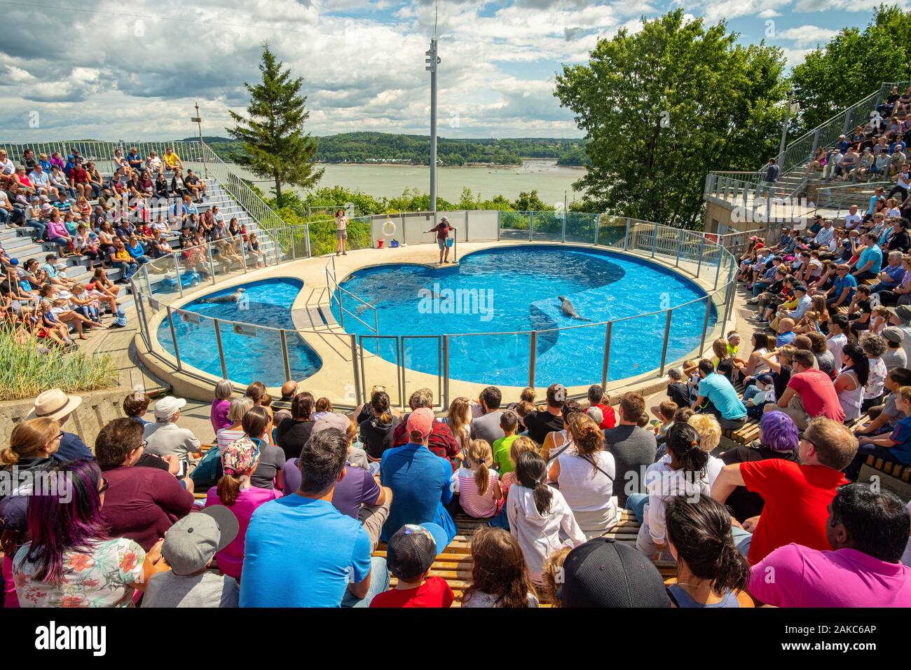 Canada, Provincia di Quebec Quebec, Acquario di Quebec, Sea Lion visualizza Foto Stock