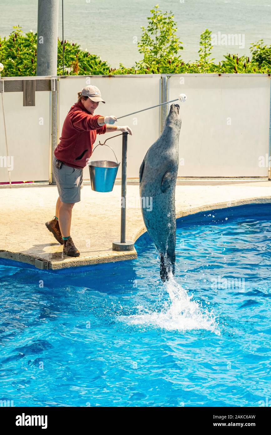 Canada, Provincia di Quebec Quebec, Acquario di Quebec, Sea Lion visualizza Foto Stock