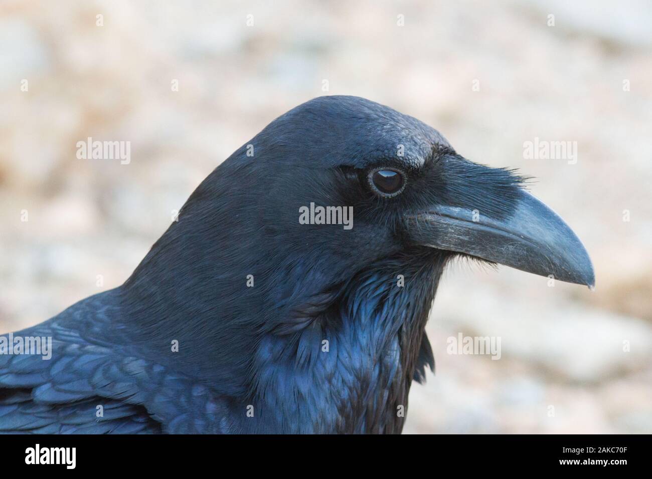 Endemica comune selvatico corvo imperiale (Corvus corax tingitanus) da Fuerteventura, Isole Canarie, Spagna. Foto Stock