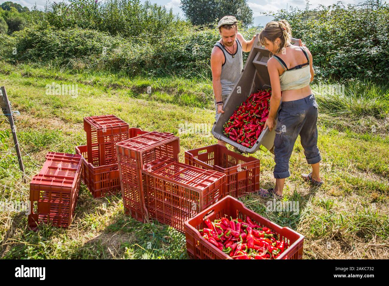 Francia, Pirenei Atlantique, Paese Basco, Ustaritz, lo sfruttamento di Espelette peperoni Foto Stock