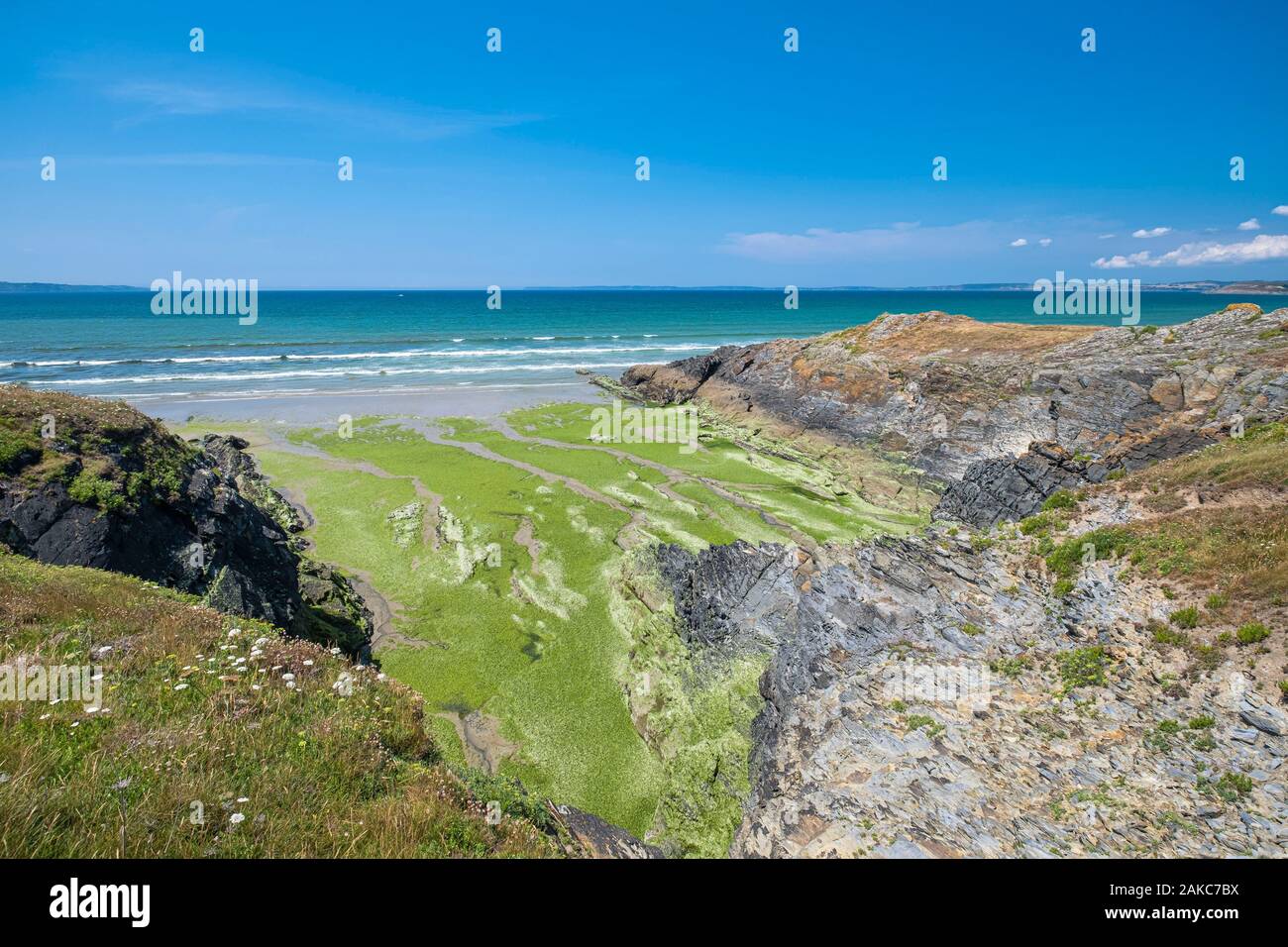 Francia, Finisterre, Douarnenez Bay, Plonevez-Porzay, creek invasa dalle alghe verdi Foto Stock