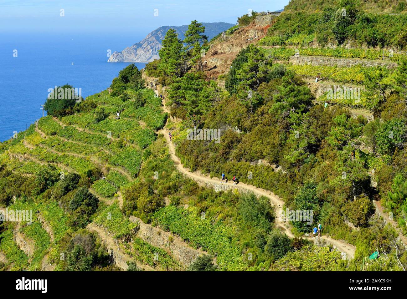 L'Italia, Liguria, provincia della Spezia, il Parco Nazionale delle Cinque Terre, elencato come patrimonio mondiale dall UNESCO, Azuverde o pedonale sentiero costiero che collega Corniglia a Monterosso Al Mare passando attraverso la vigna Foto Stock