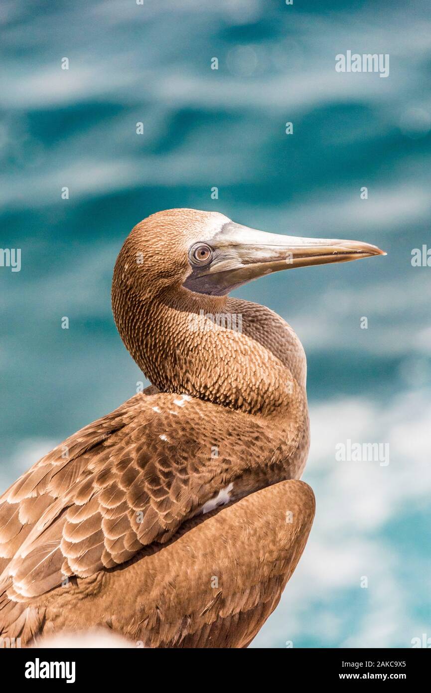 Ecuador, Arcipelago delle Galapagos, classificato come patrimonio mondiale dall UNESCO, Isola di Santa Cruz, Plaza South Island, Blu-footed Booby (Sula nebouxii) capretti Foto Stock