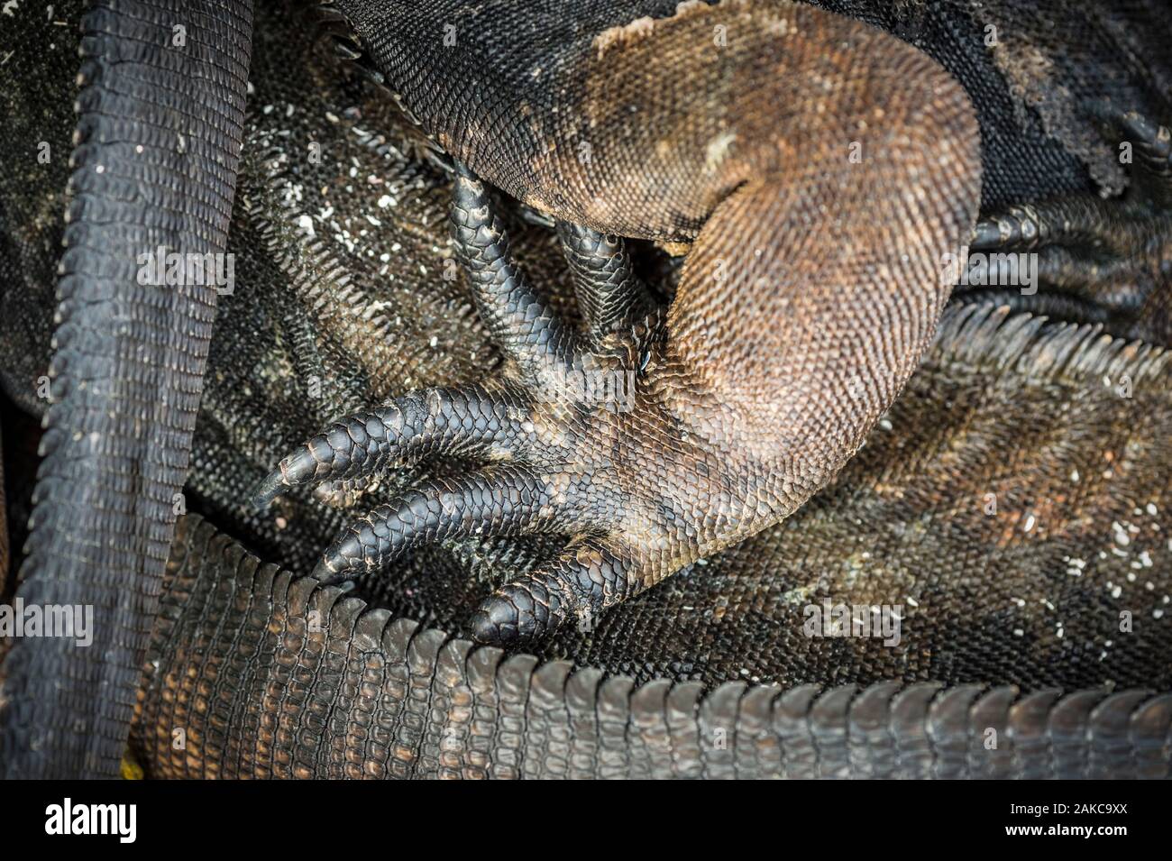 Ecuador, Arcipelago delle Galapagos, classificato come patrimonio mondiale dall UNESCO, San Cristobal Island, Punta Carola Beach, Marine Iguana (Amblyrhynchus cristatus) Foto Stock