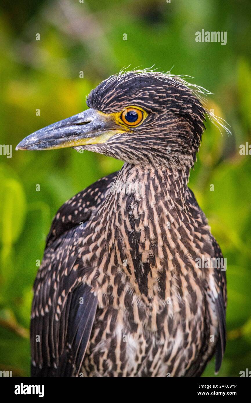 Ecuador, Arcipelago delle Galapagos, classificato come patrimonio mondiale dall UNESCO, Isola di Santa Cruz, Puerto Ayora, Greenbacked Heron (Butorides striatus) nelle mangrovie Foto Stock