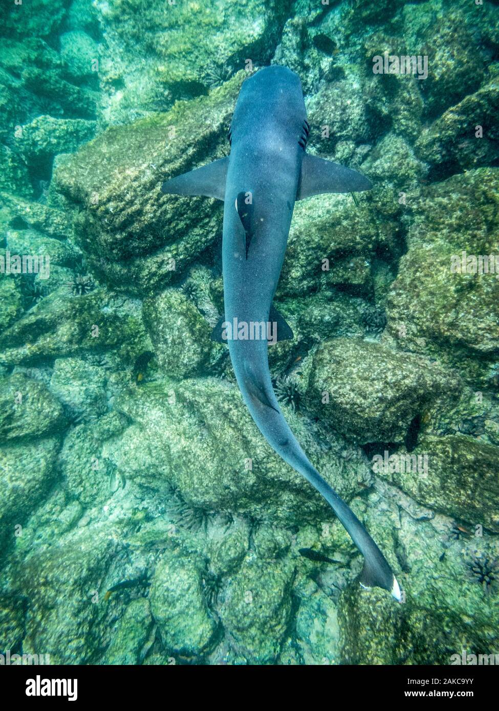 Ecuador, Arcipelago delle Galapagos, classificato come patrimonio mondiale dall UNESCO, Itabaca Canal tra Isola di Santa Cruz e Baltra Island, white tip shark (Carcharhinus albimarginatus) Foto Stock