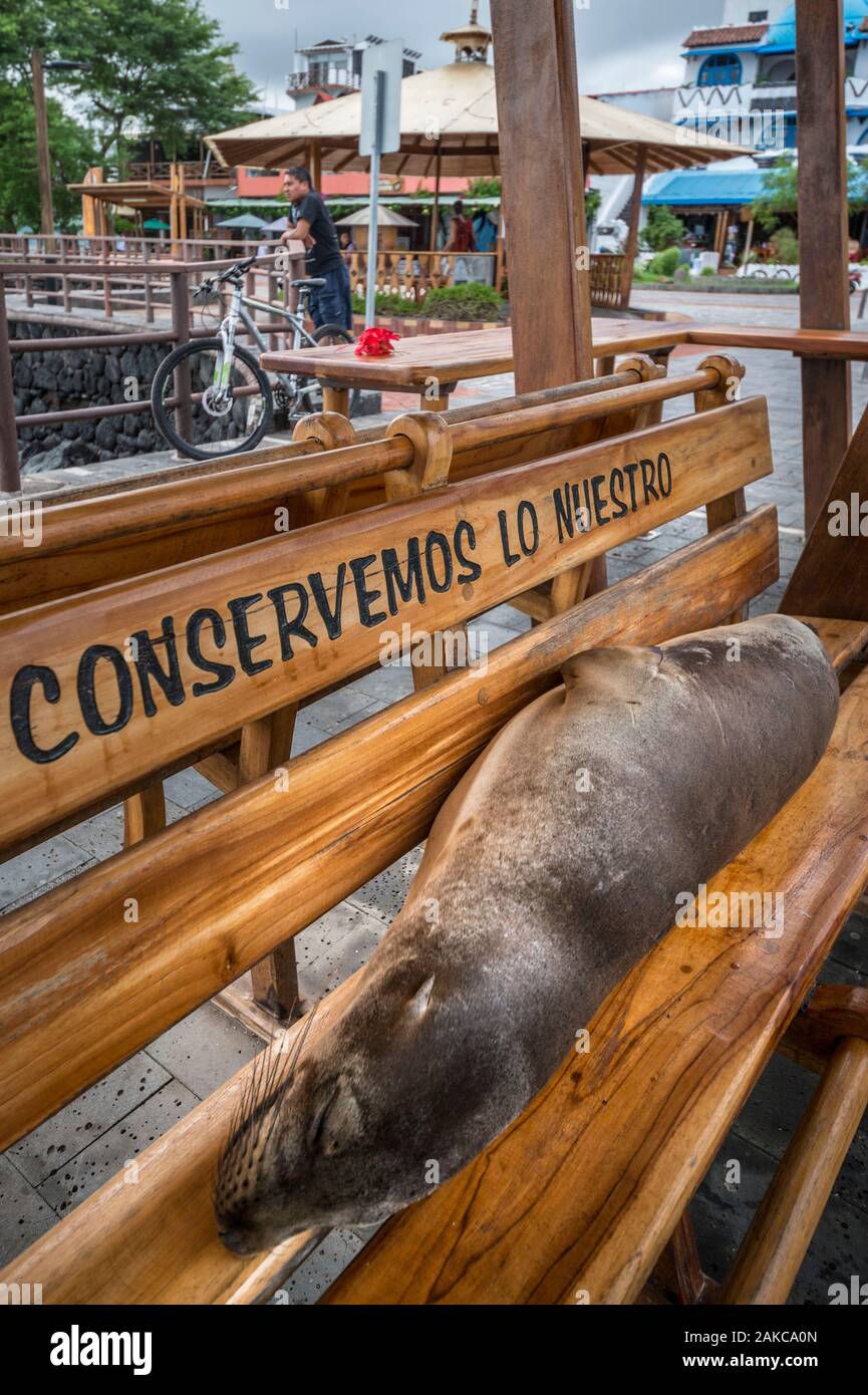 Ecuador, Galápagos arcipelago, elencato come patrimonio mondiale dall UNESCO, San Cristobal Island, Galápagos Sea Lion (Zalophus wollebaeki) poggiante su un banco di lavoro presso il porto di Puerto Baquerizo Moreno incoraggiando la protezione della natura Foto Stock