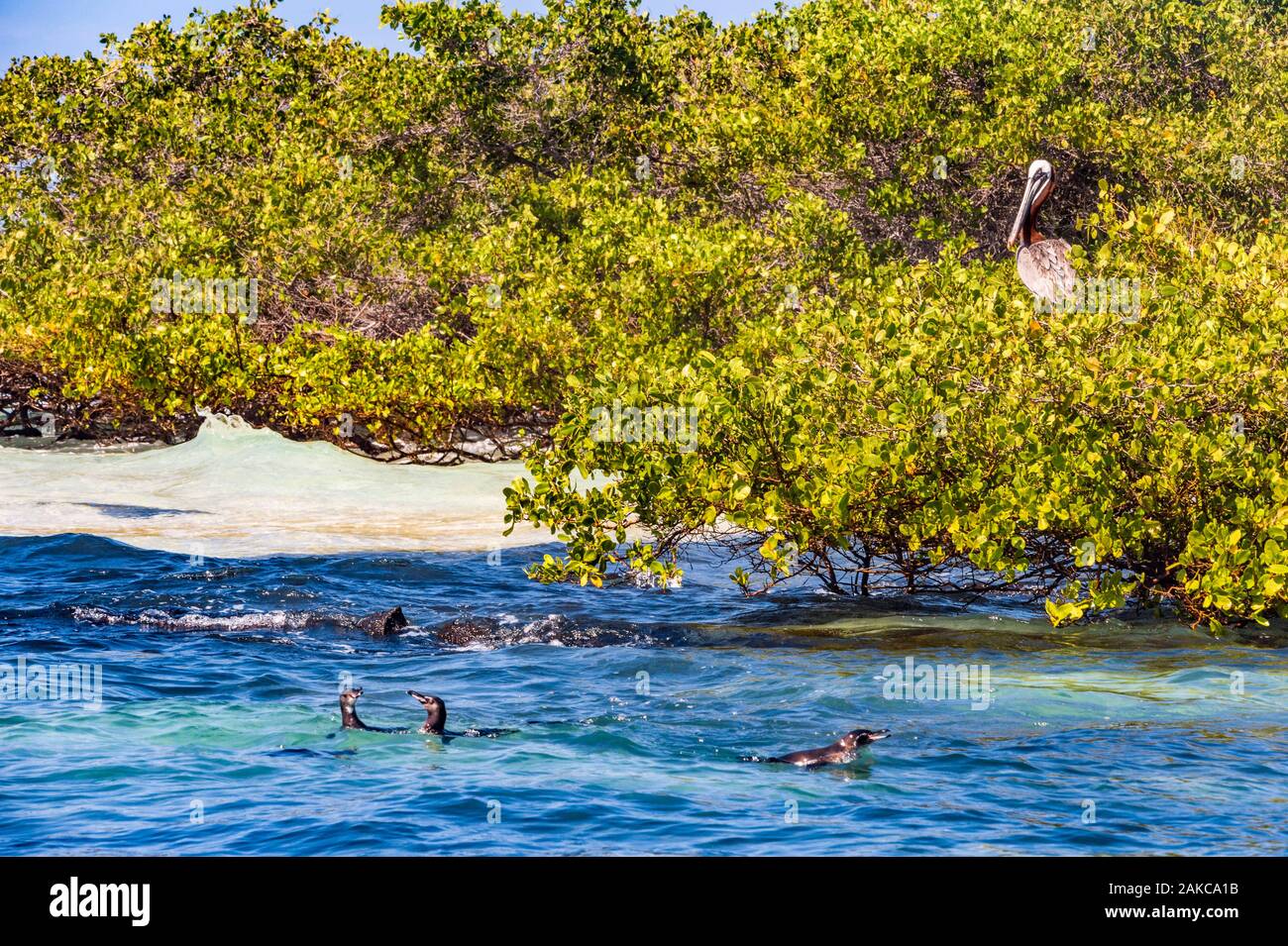 Ecuador, Galápagos arcipelago, elencato come patrimonio mondiale dall' UNESCO, Isabela Island (Albemarie), Los Tintoreras, Galápagos pinguini (Spheniscus mendiculus) e le Galapagos Brown pellicani (Pelecanus occidentalis urinator) Foto Stock