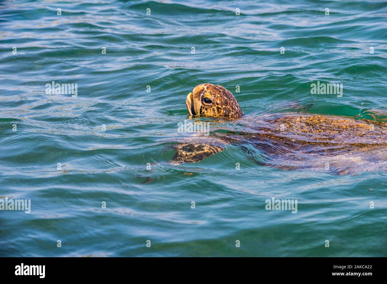 Ecuador, Arcipelago delle Galapagos, classificato come patrimonio mondiale dall' UNESCO, Isabela Island (Albemarie), Los Tintoreras, tartaruga verde (Chelonia Mydas) prendendo un respiro sulla superficie Foto Stock
