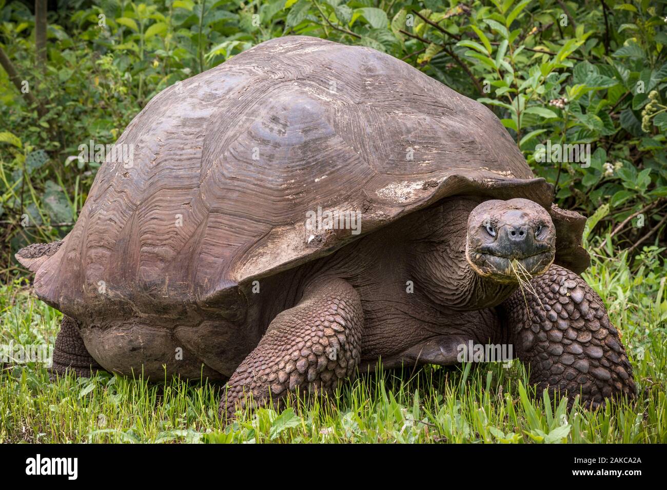 Ecuador, Galápagos arcipelago, elencato come patrimonio mondiale dall UNESCO, Isola di Santa Cruz, El Chato Riserva, Giant Galápagos tartaruga (Chelonoidis nigra) Foto Stock