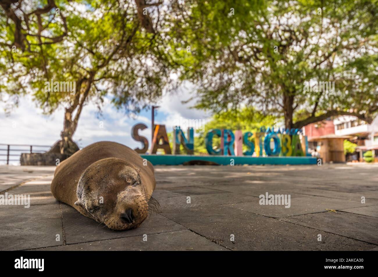 Ecuador, Galápagos arcipelago, elencato come patrimonio mondiale dall UNESCO, San Cristobal Island, Puerto Baquerizo Moreno, Galápagos Sea Lion (Zalophus wollebaeki) appoggiato sulla piazza del Municipio Foto Stock