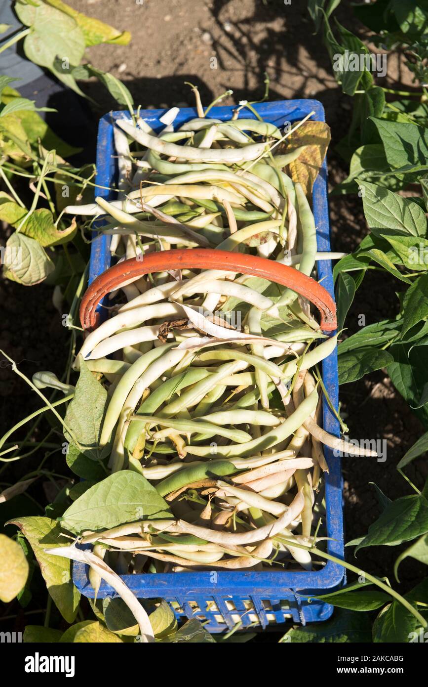 Fagioli comuni in un paniere (Phaseolus vulgaris), Francia Foto Stock
