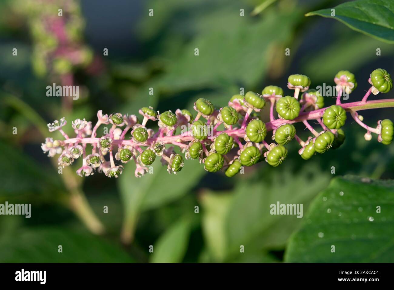 Il nero di sambuco (Sambucus nigra), l'aspetto di bacche, Francia Foto Stock