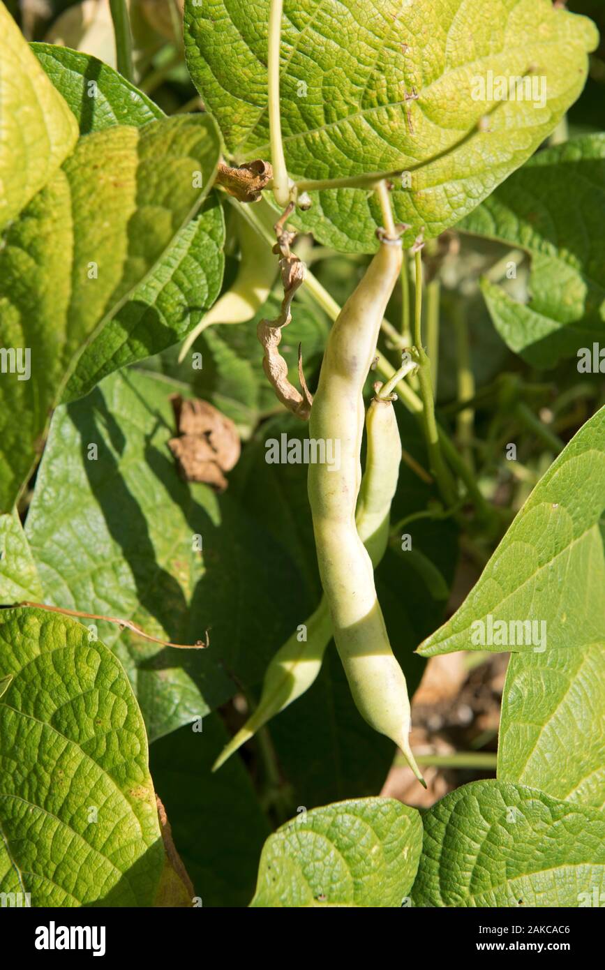 Fagiolo comune nel giardino (Phaseolus vulgaris), Francia Foto Stock