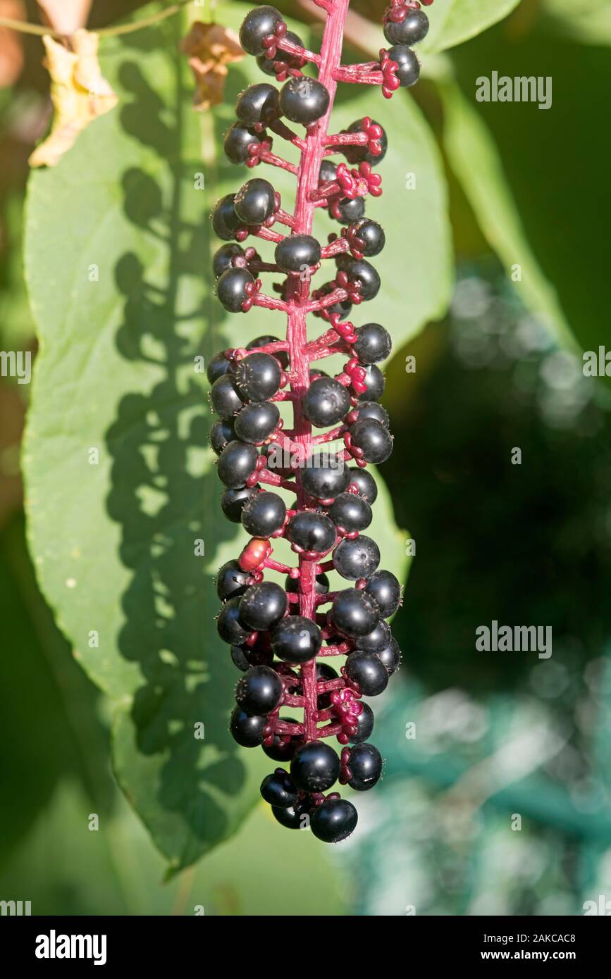 Il nero di sambuco (Sambucus nigra), bacche, Francia Foto Stock