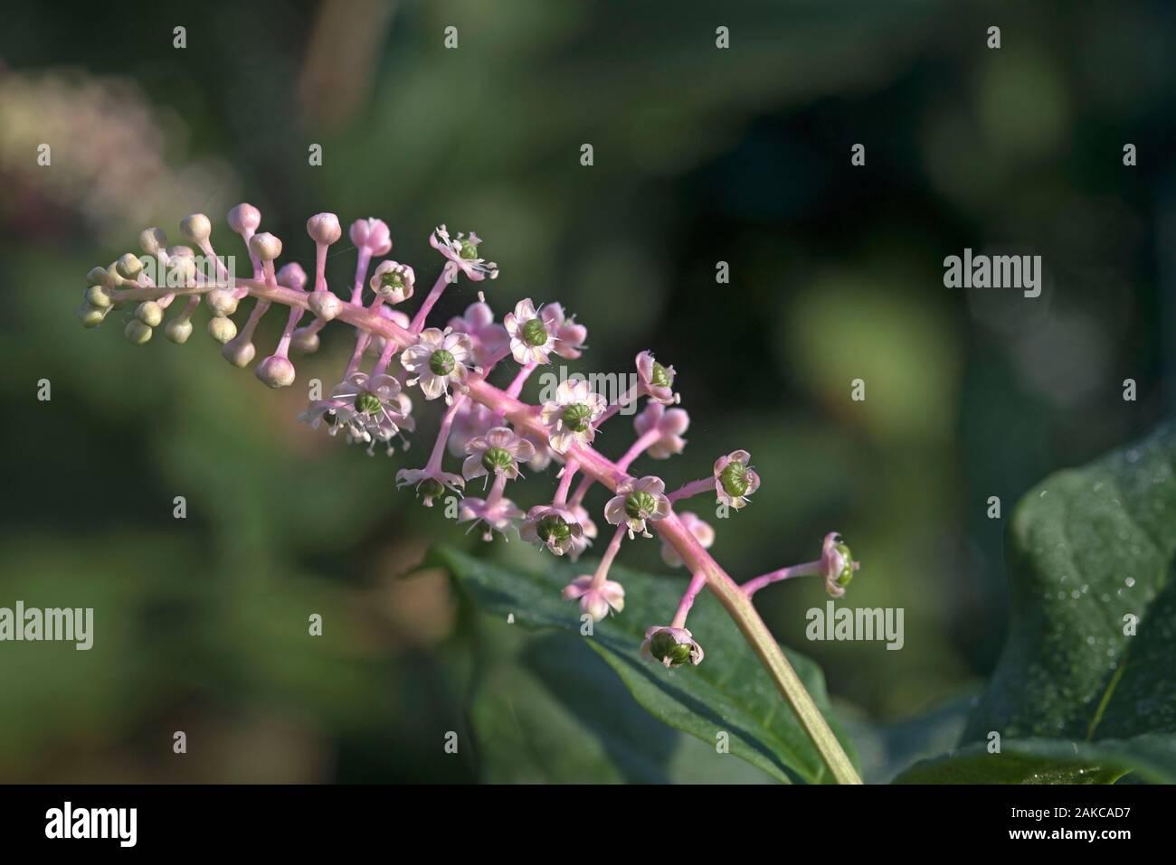 Il nero di sambuco (Sambucus nigra), l'aspetto di bacche, Francia Foto Stock