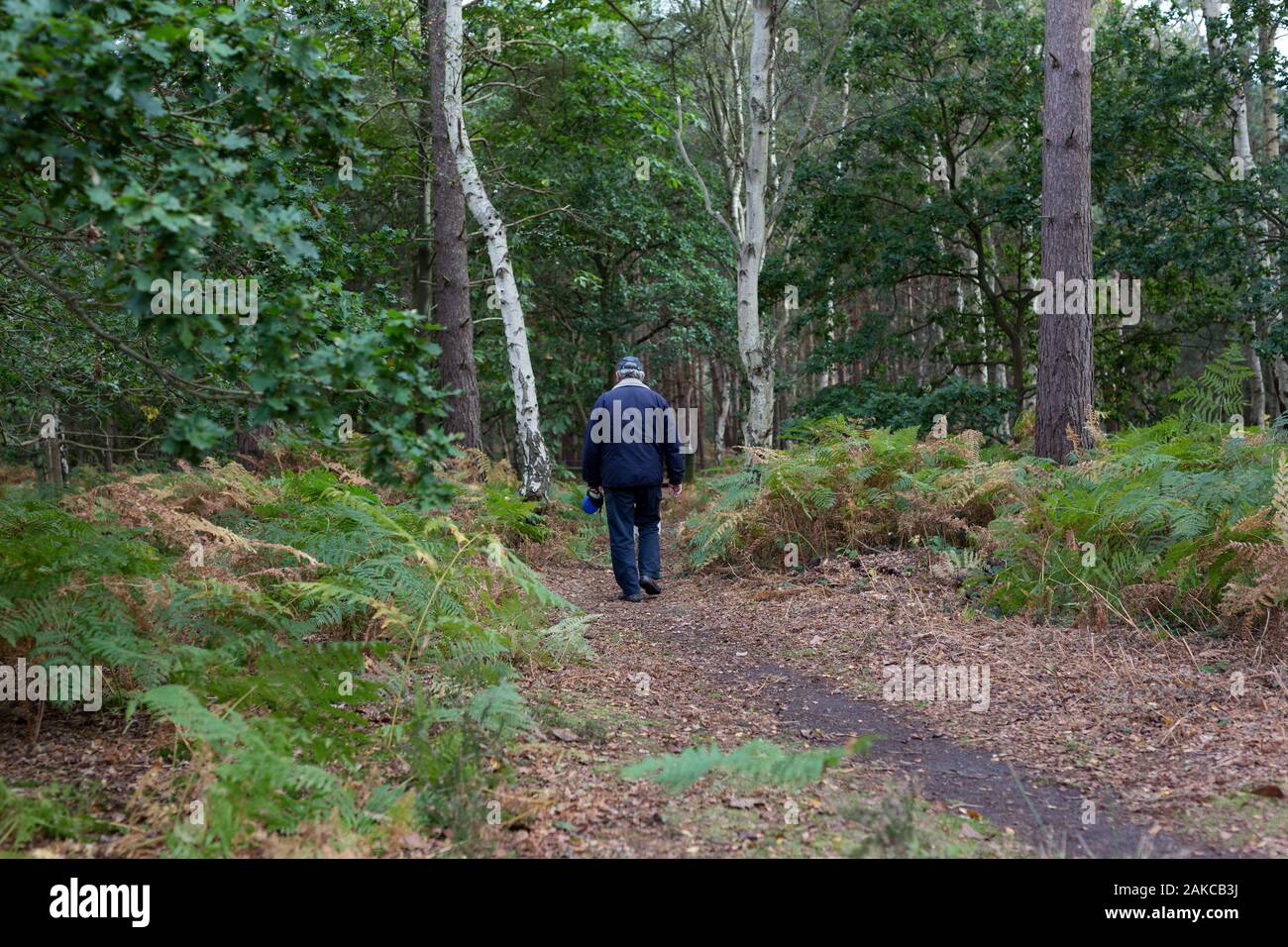 Una partecentrale uomo più anziano prendendo il suo cane per una passeggiata a piedi attraverso un sentiero forestale Foto Stock