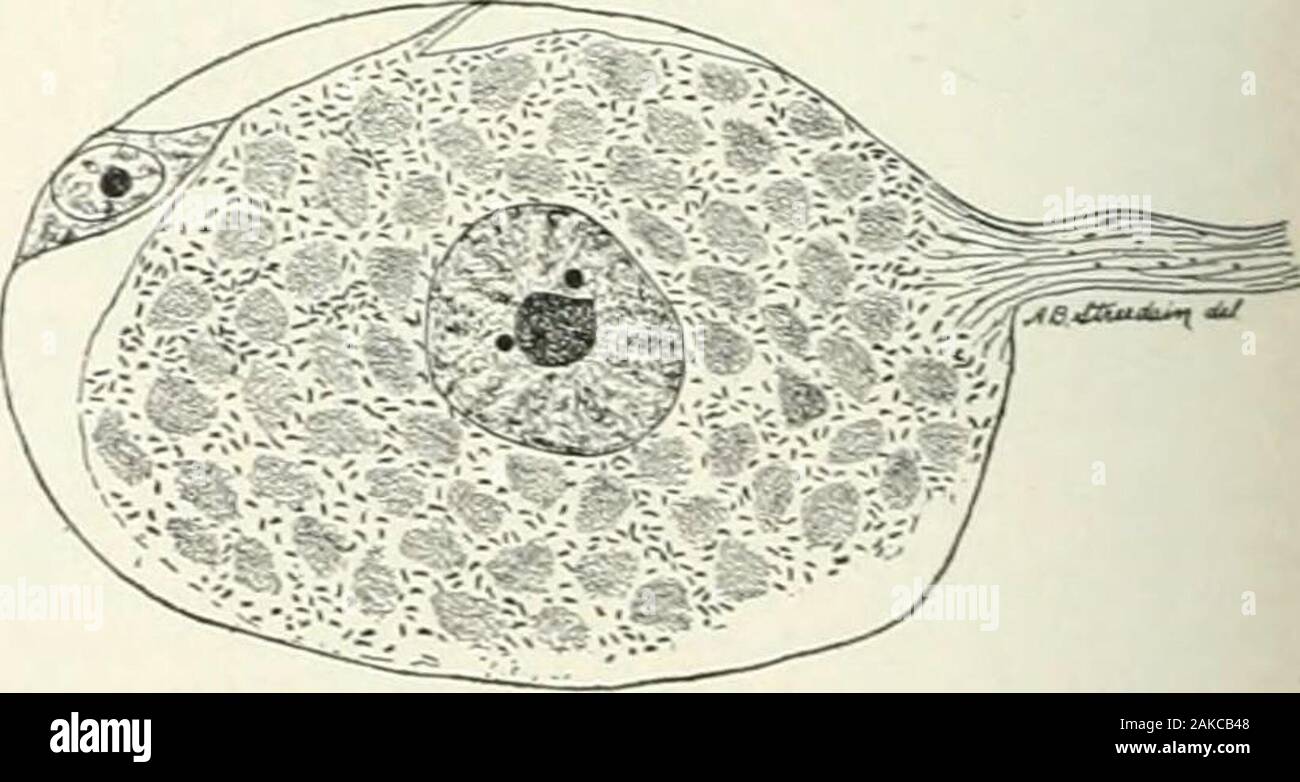 Un manuale di riferimento delle scienze mediche, abbraccia tutta la gamma di scientifici e pratici della medicina e scienze affini . - La Fig. 865.-grandi cellule piramidali da corteccia cerebrale di gatto,che illustra la disposizione del Neurofibrils macchiata dalla riduzione theSilver metodo di Ramon y Cajal. a, Axone; 6; maindendrite. (Dopo Ramon y Cajal, da Baileys istologia.) la glia cellule quando trattate dal Golgi processappear come piccoli corpi cellulari con numerosi processi slenderradiating (Fig. 872); ma quando colorate dail metodi speciali ideato da Weigert othersit e si è trovato che questi proce Foto Stock