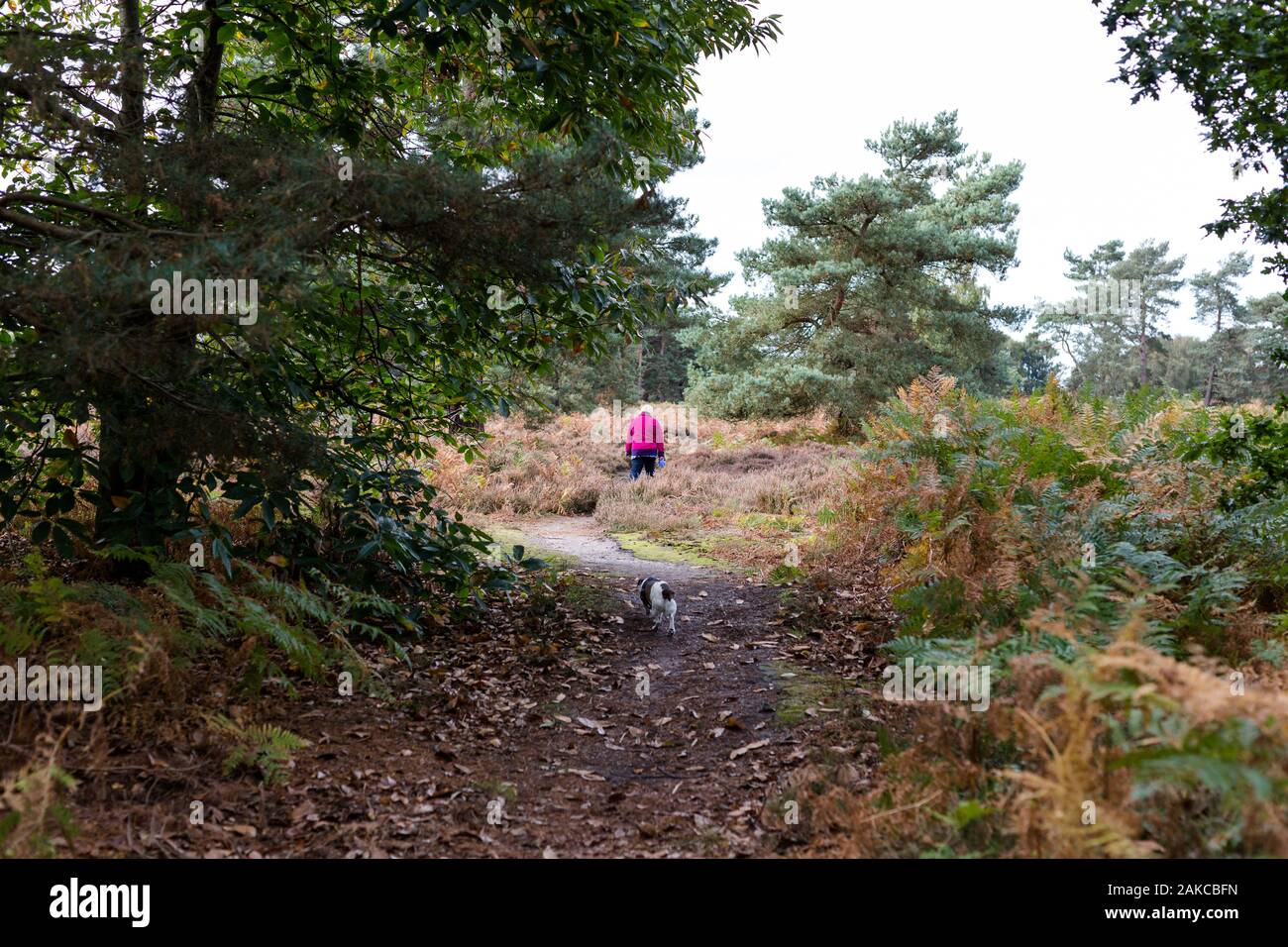 Una partecentrale invecchiato donna prendendo il suo cane per una passeggiata a piedi attraverso un sentiero forestale Foto Stock