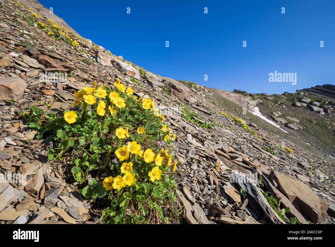 Francia, Hautes Alpes, Parco Nazionale degli Ecrins, Orcieres Merlette, Riserva Naturale del circo del Grand Lac des Estaris, il Creeping Avens (Geum reptans) in un ghiaione a 2793 m di altitudine Foto Stock