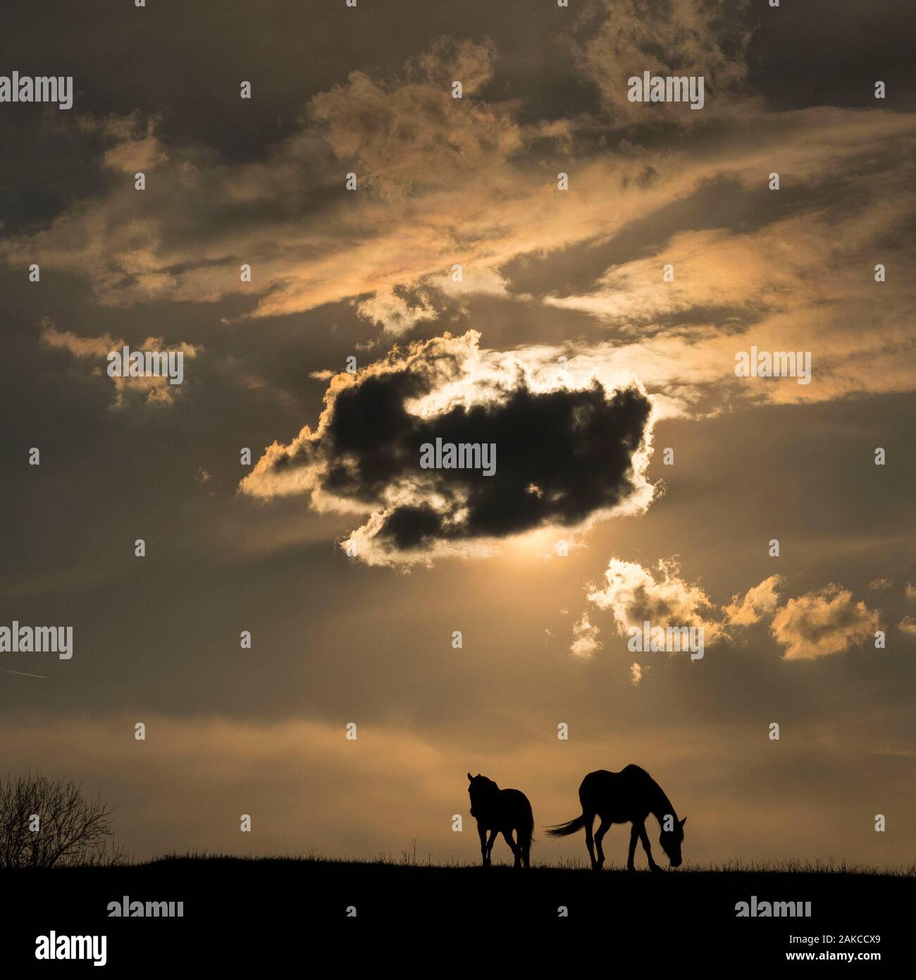 Ungheria, Siofok, Workaway in un ricovero di animali Foto Stock