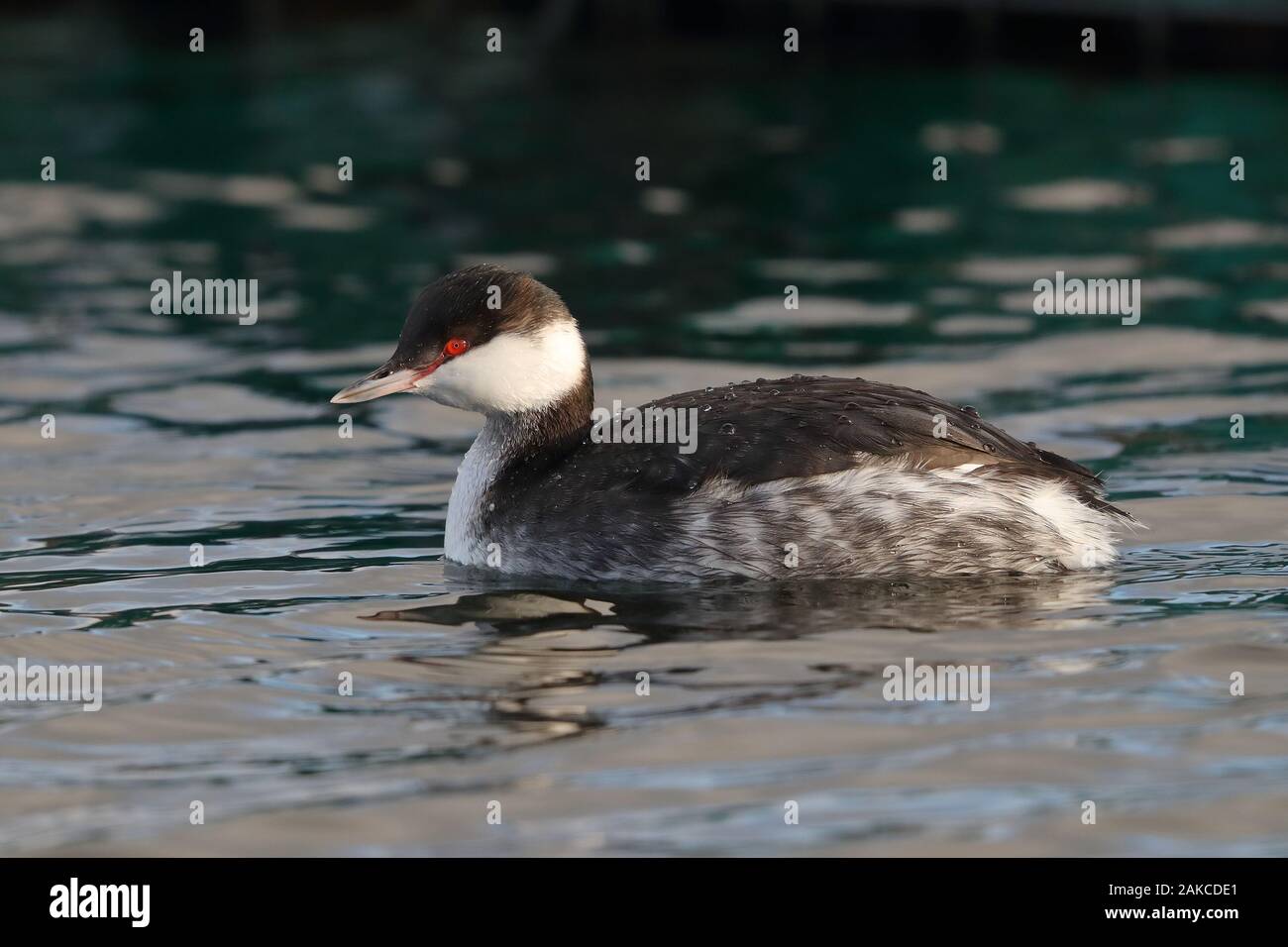 Svasso della Slavonia al serbatoio Farmoor Foto Stock