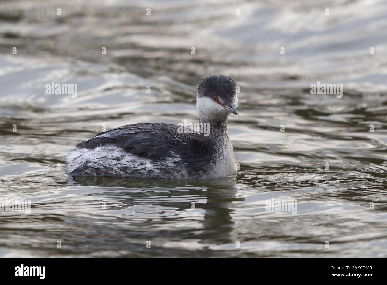 Svasso della Slavonia a Attenborough Riserva Naturale. Foto Stock