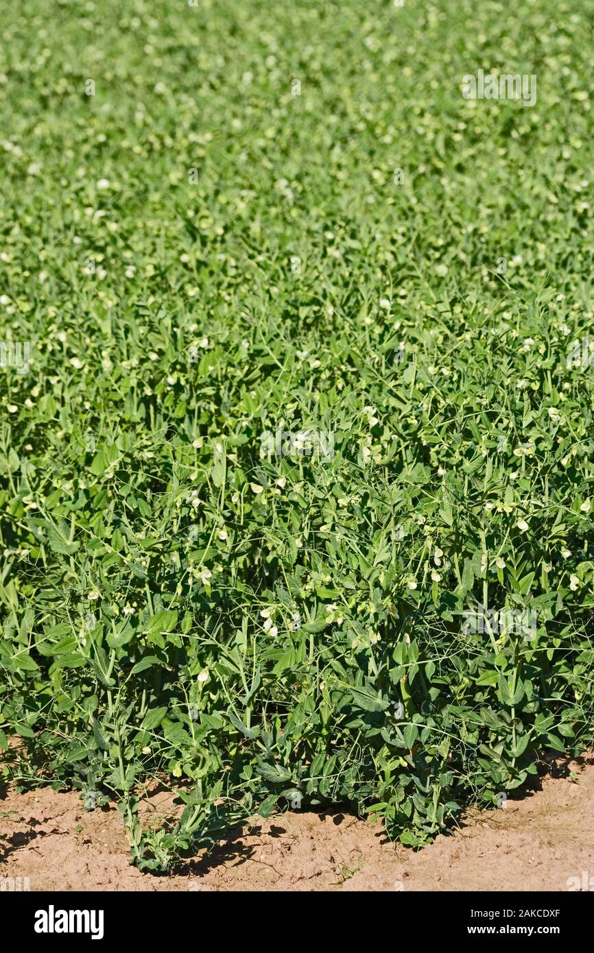 Pisello (Pisum sativum). In coltivazione di seminativi coltivazione. Ingham Norfolk. Luglio. Foto Stock