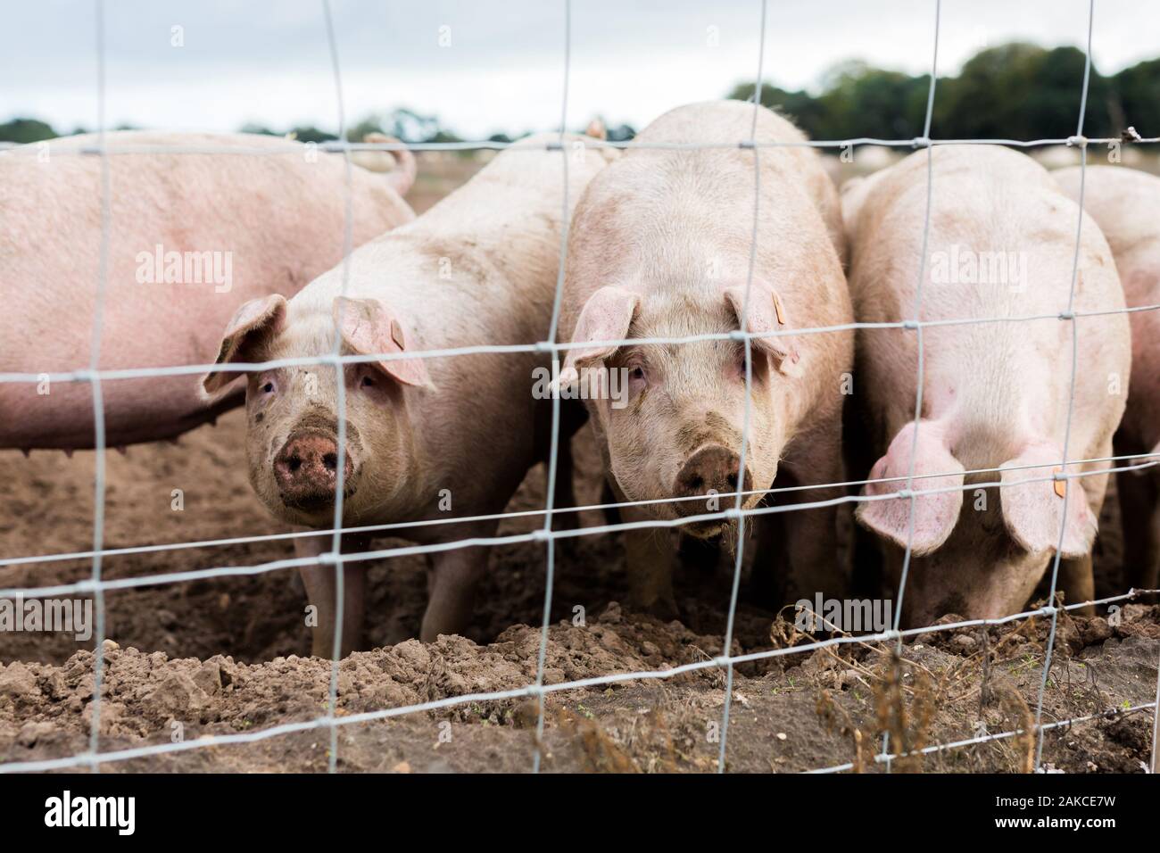 Un piccolo gruppo di adulti allevati al pascolo Suffolk suini Foto Stock